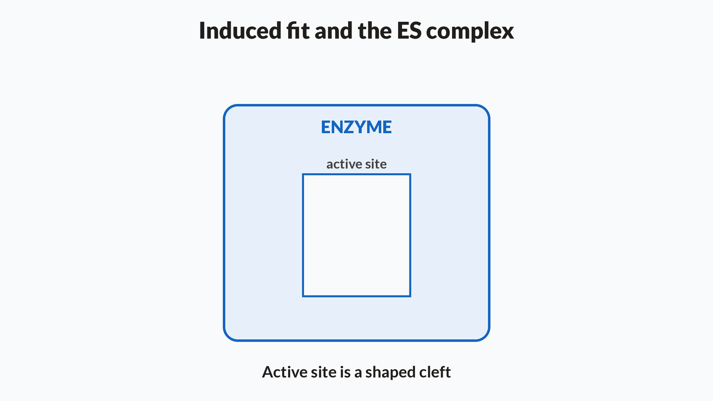 Animation of an enzyme cleft tightening around a matching substrate to form the ES complex, while a mismatched shape is rejected.