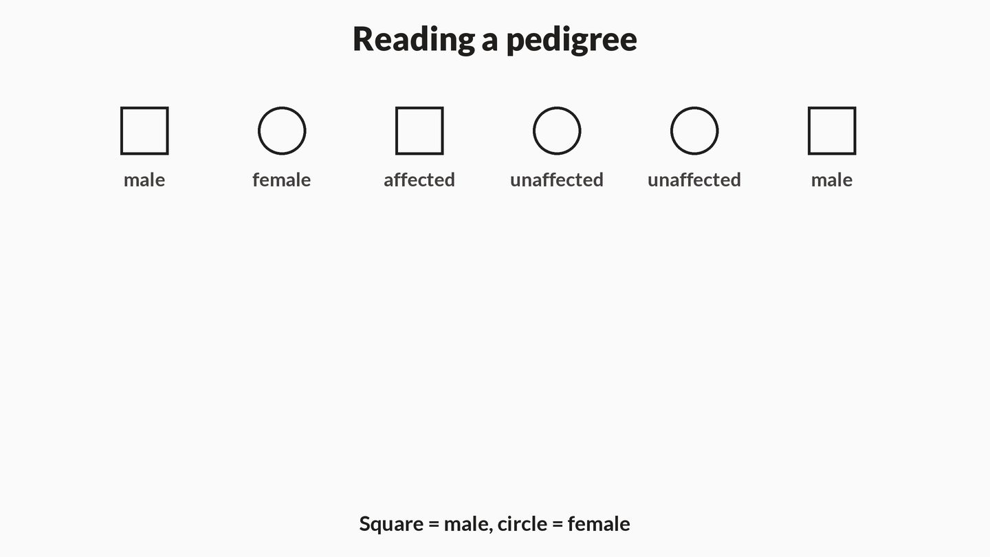 Animation building a three-generation pedigree using squares for males, circles for females, solid fill for affected and open for unaffected, with a carrier half-fill.