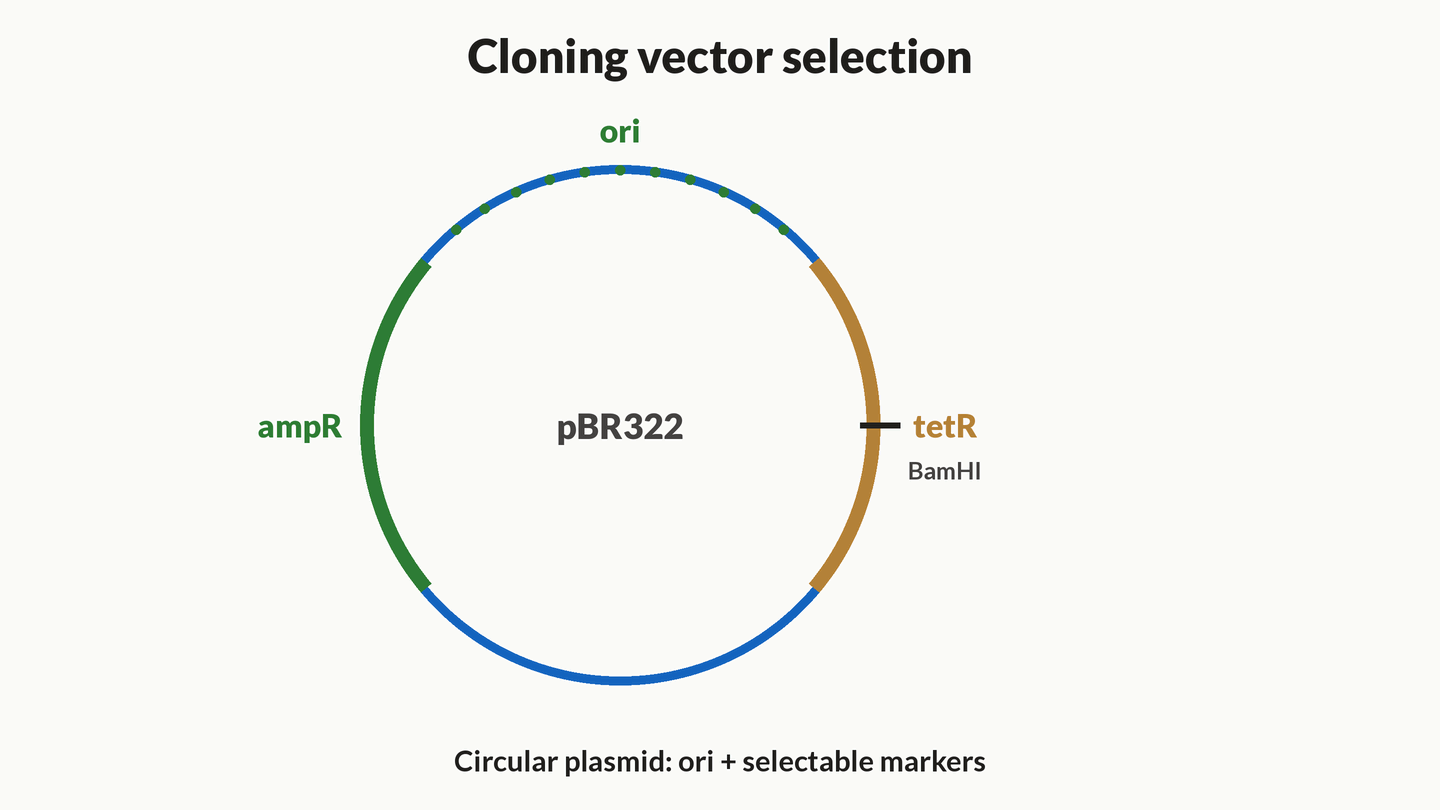 Animation of a circular plasmid with ori, ampR and tetR, then insertional inactivation at a restriction site inside tetR so ampR-only colonies mark recombinants.
