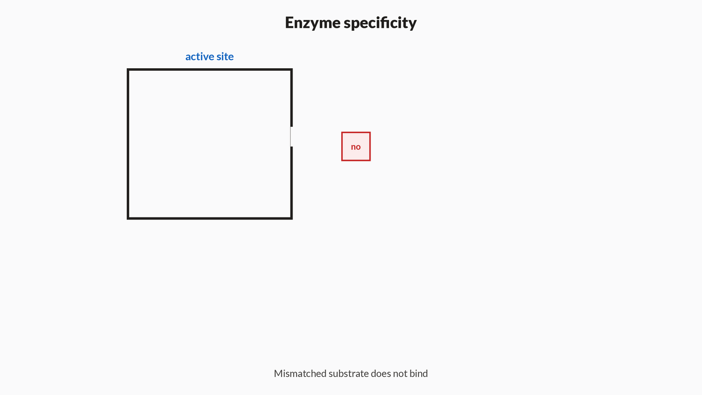 Animation: an enzyme pocket shape accepts a matching substrate block that binds and converts to product, while a mismatched block is rejected; a side caption shows activation energy lowered versus the uncatalysed path.